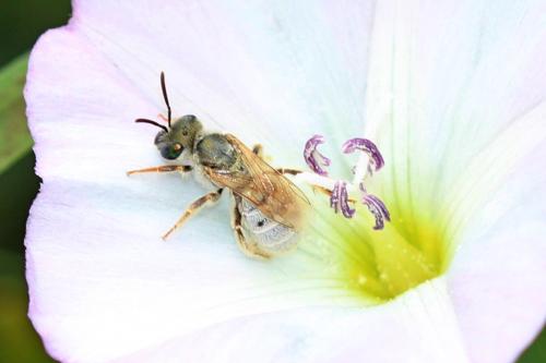 Réf. 240 717 : Seladonia (pollinosa-vestita)